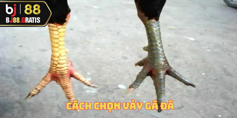 cach-chon-vay-ga-da