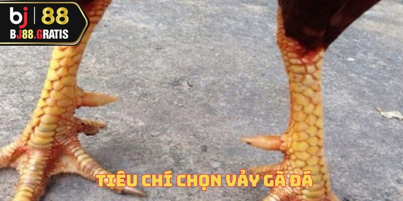 cach-chon-vay-ga-da