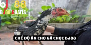 BJ88 - Bật mí chế độ ăn cho gà chọi từ các chuyên gia 2025